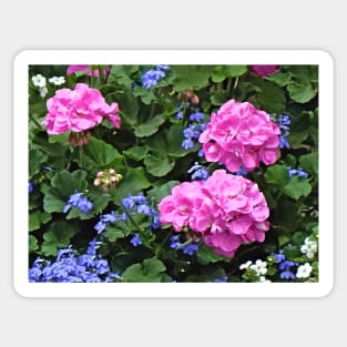 Geraniums and Periwinkle Sticker